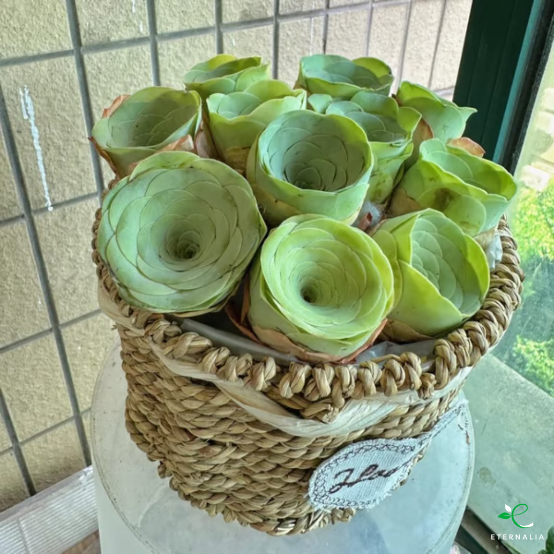 Semillas de planta Suculenta Eternalia