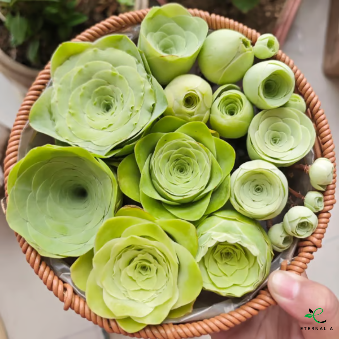 Semillas de planta Suculenta Eternalia
