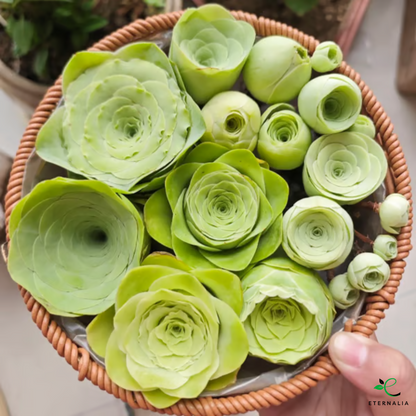Semillas de planta Suculenta Eternalia