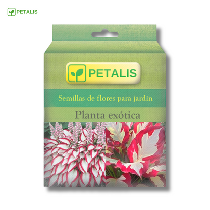 Semillas exóticas de flores Petalis