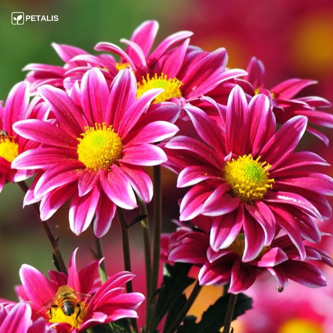 Mezcla de semillas de flores Petalis