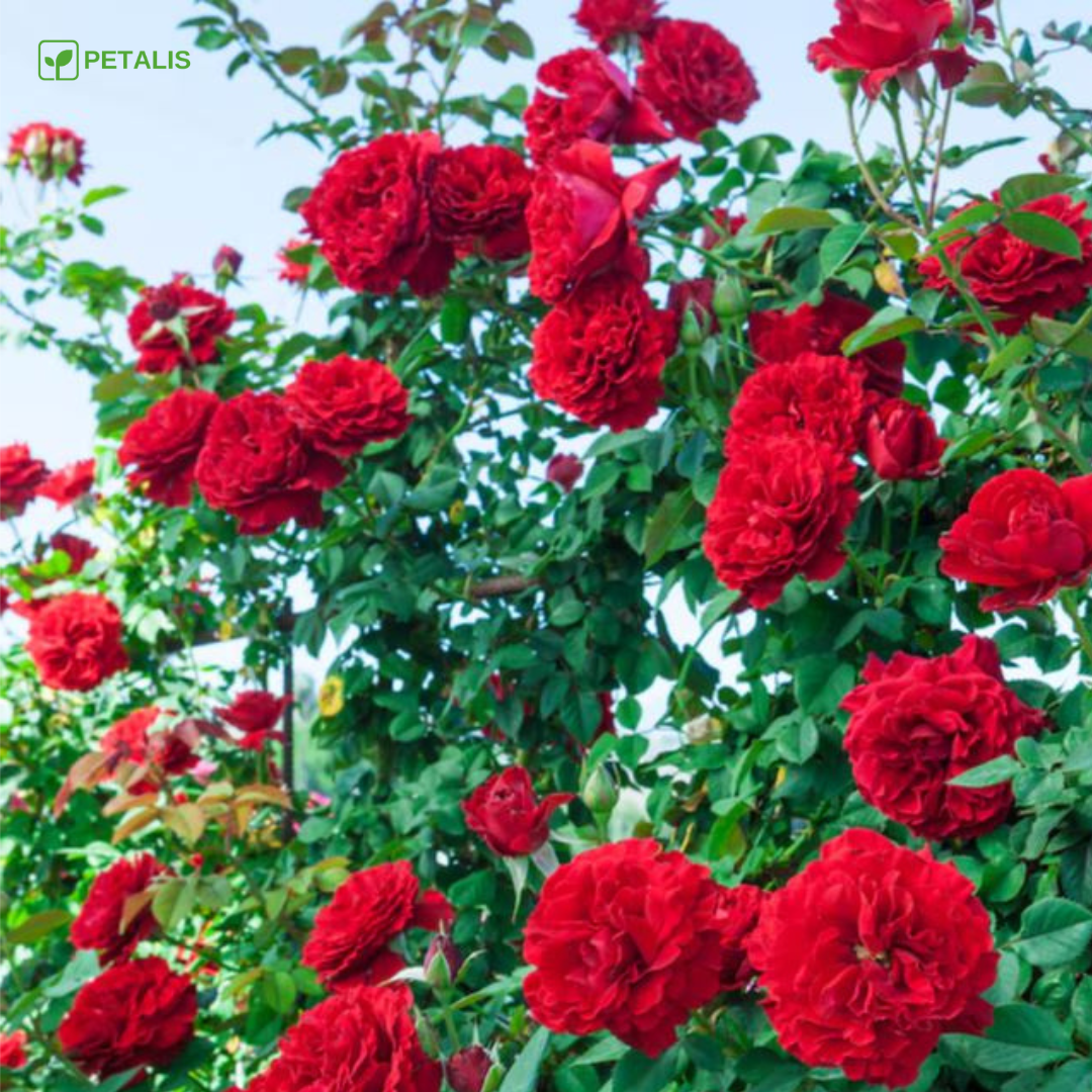 Semillas de flores Petalis para jardín